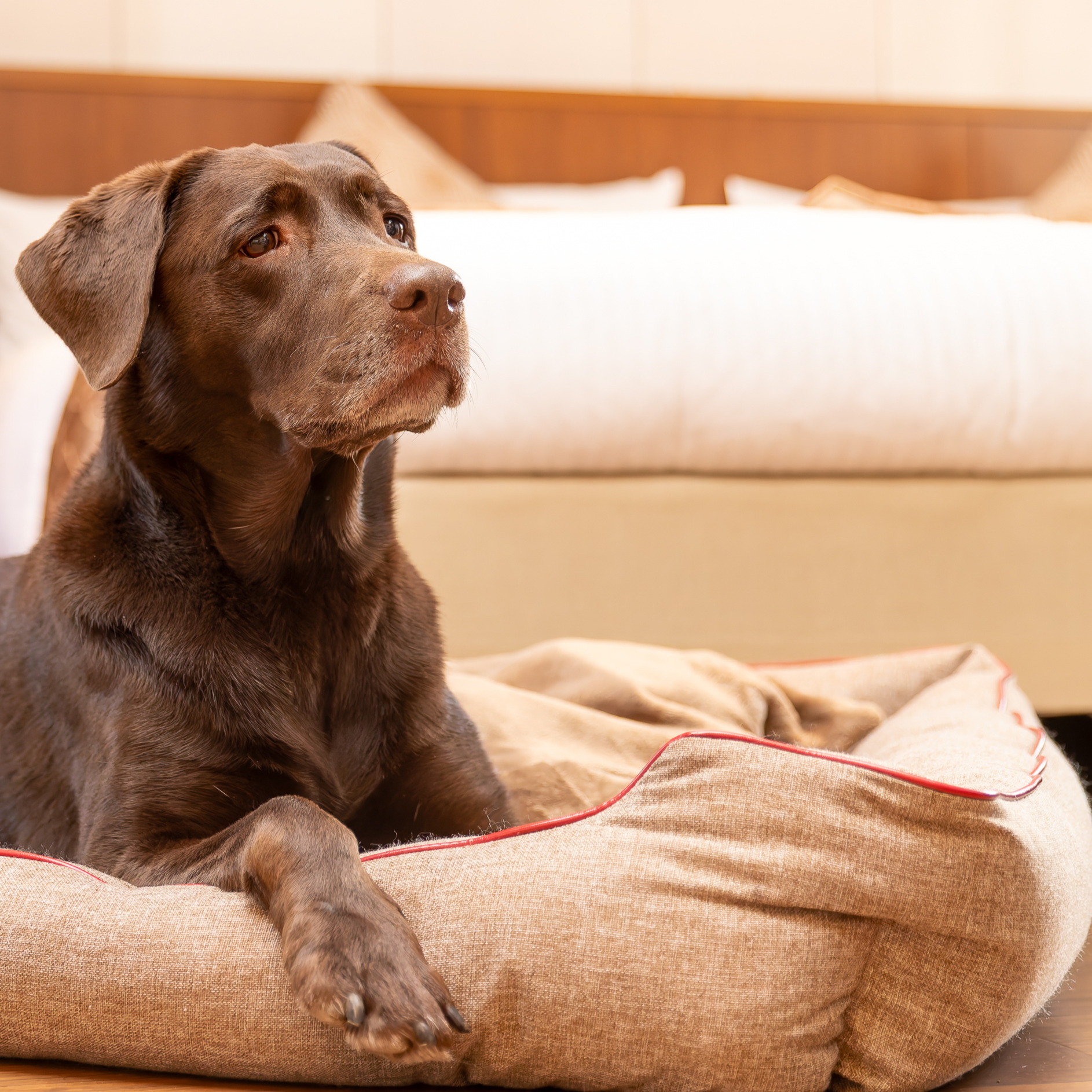 【FIRST】スクラッチレジスタンス　スクエアベッド 色: ブラウン, サイズ: S