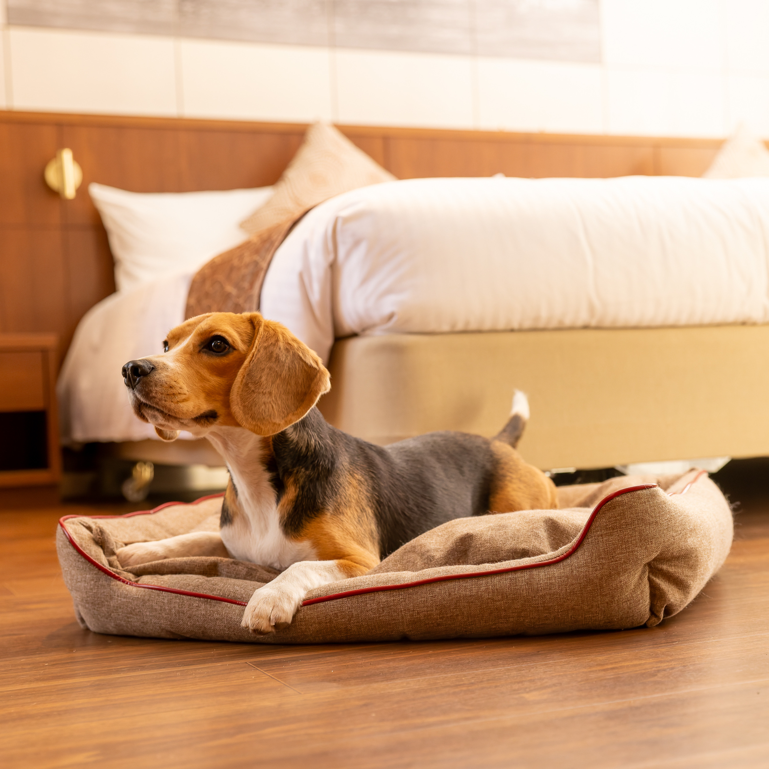 【FIRST】スクラッチレジスタンス　スクエアベッド 色: ブラウン, サイズ: S