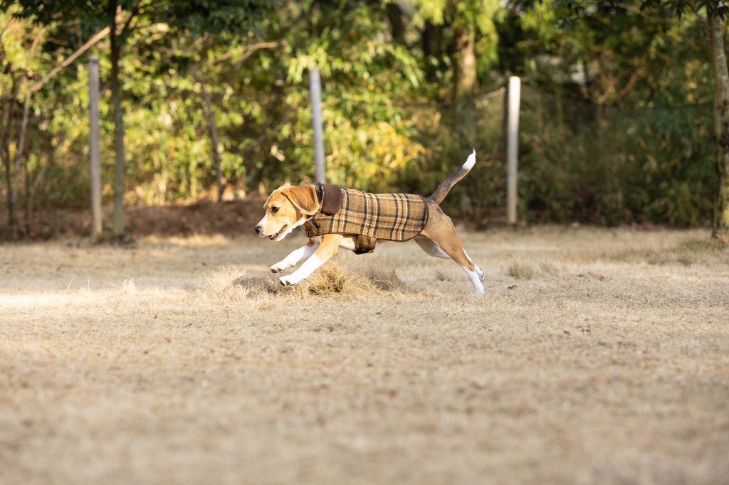 【FIRST】ボアチェックコート 色: ベージュ, 号: 0号