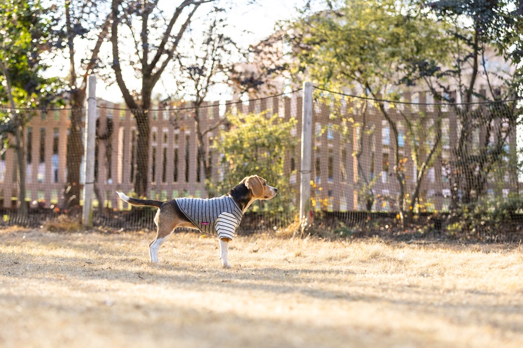 【FIRST】バイカラーボーダーニット 色: ネイビー/グレー, サイズ: S