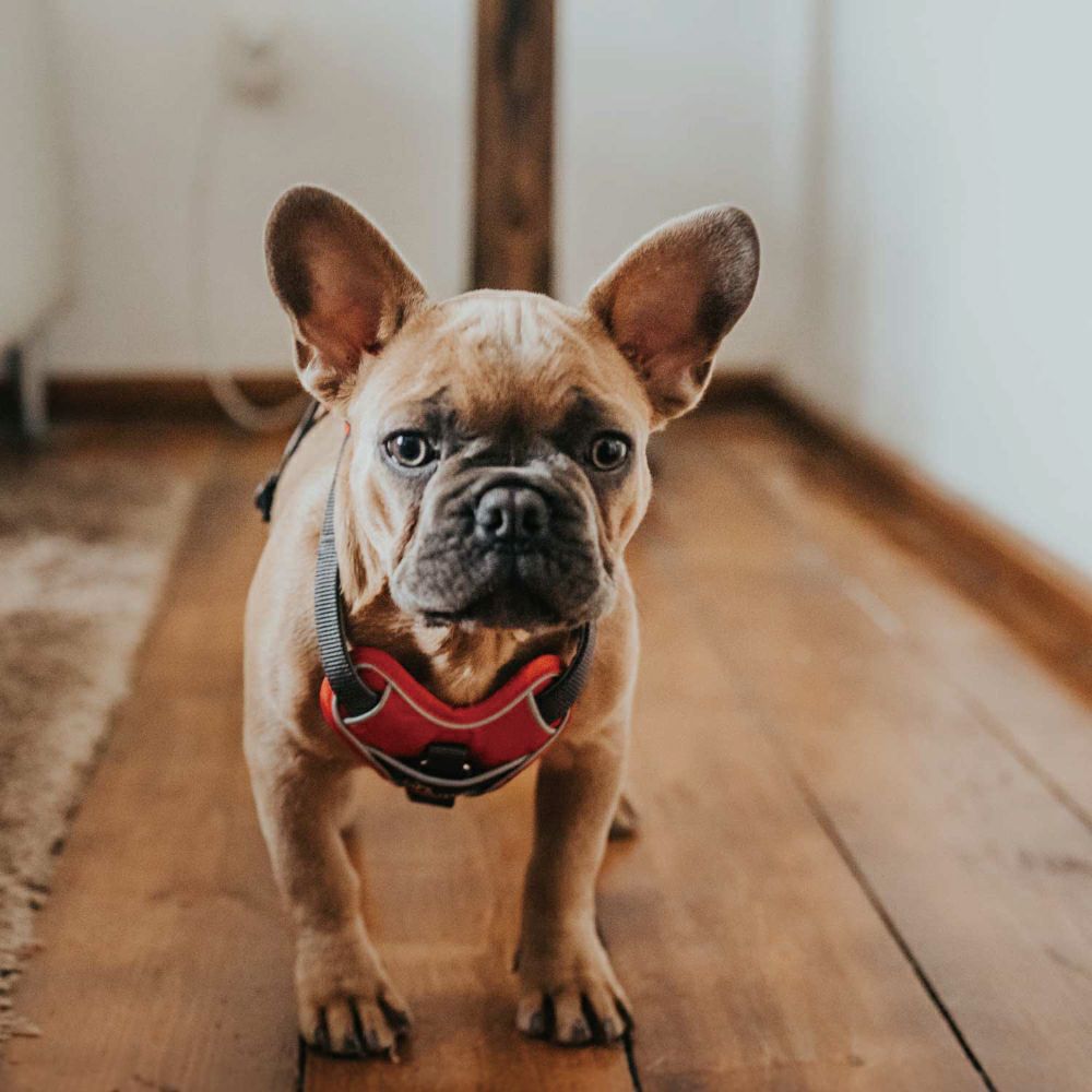 【HUNTER】ディヴォ 色: レッド/グレー, サイズ: XS