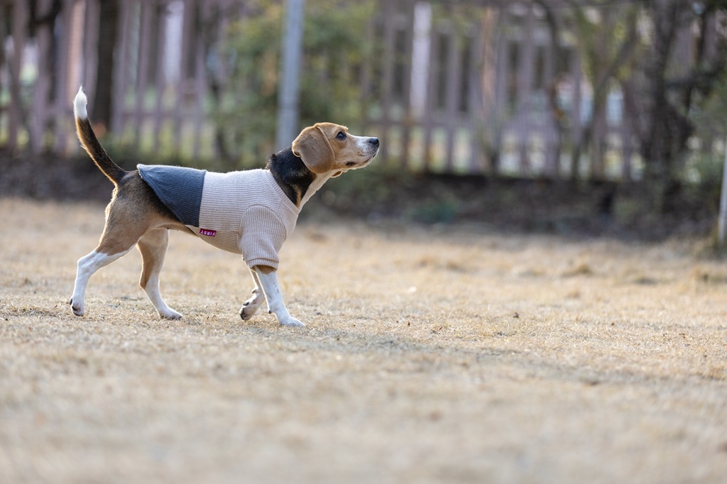 【FIRST】ヘムスウィッチングニット 色: ベージュ/グレー, サイズ: XS