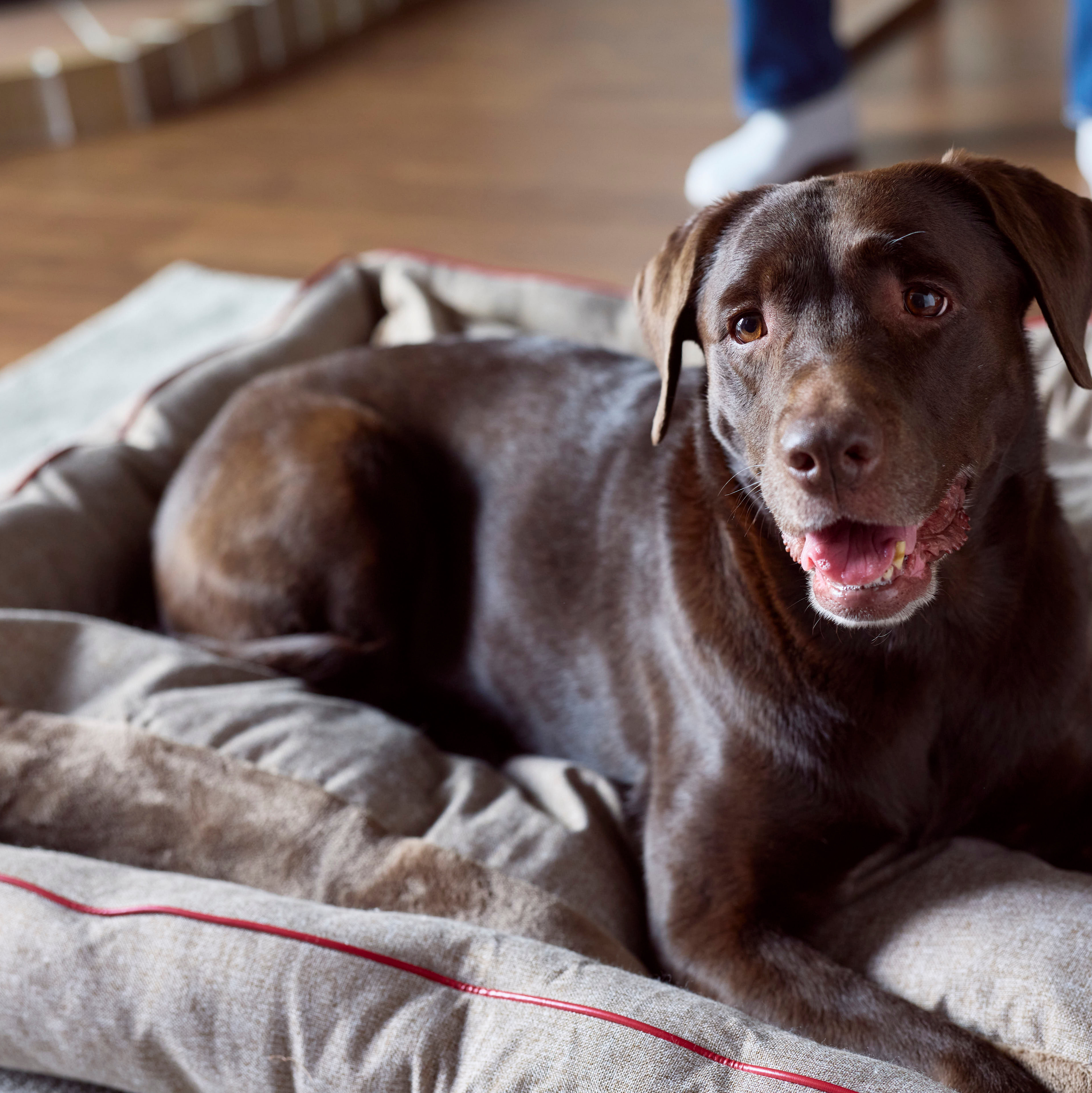 【FIRST】スクラッチレジスタンス　スクエアベッド 色: ブラウン, サイズ: S