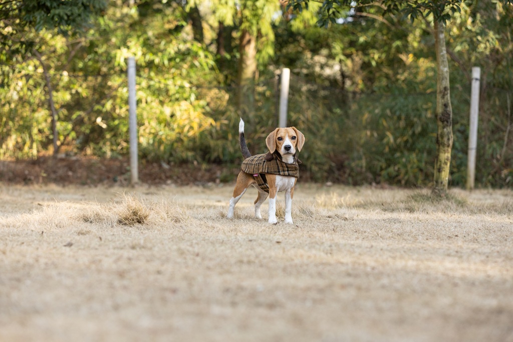 【FIRST】ボアチェックコート 色: ベージュ, 号: 0号