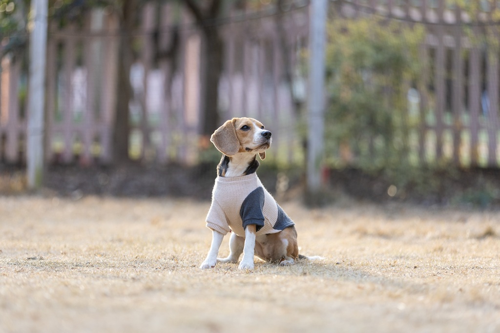 【FIRST】ヘムスウィッチングニット 色: ベージュ/グレー, サイズ: XS