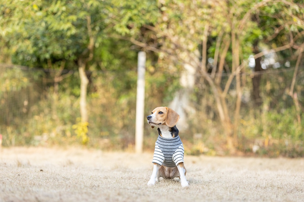 【FIRST】バイカラーボーダーニット 色: ネイビー/グレー, サイズ: S