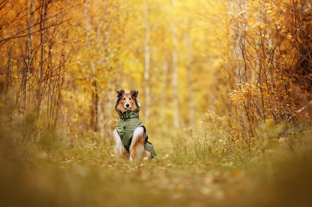 【Rukka Pets】ストリーミー X レインコート サイズ: 25