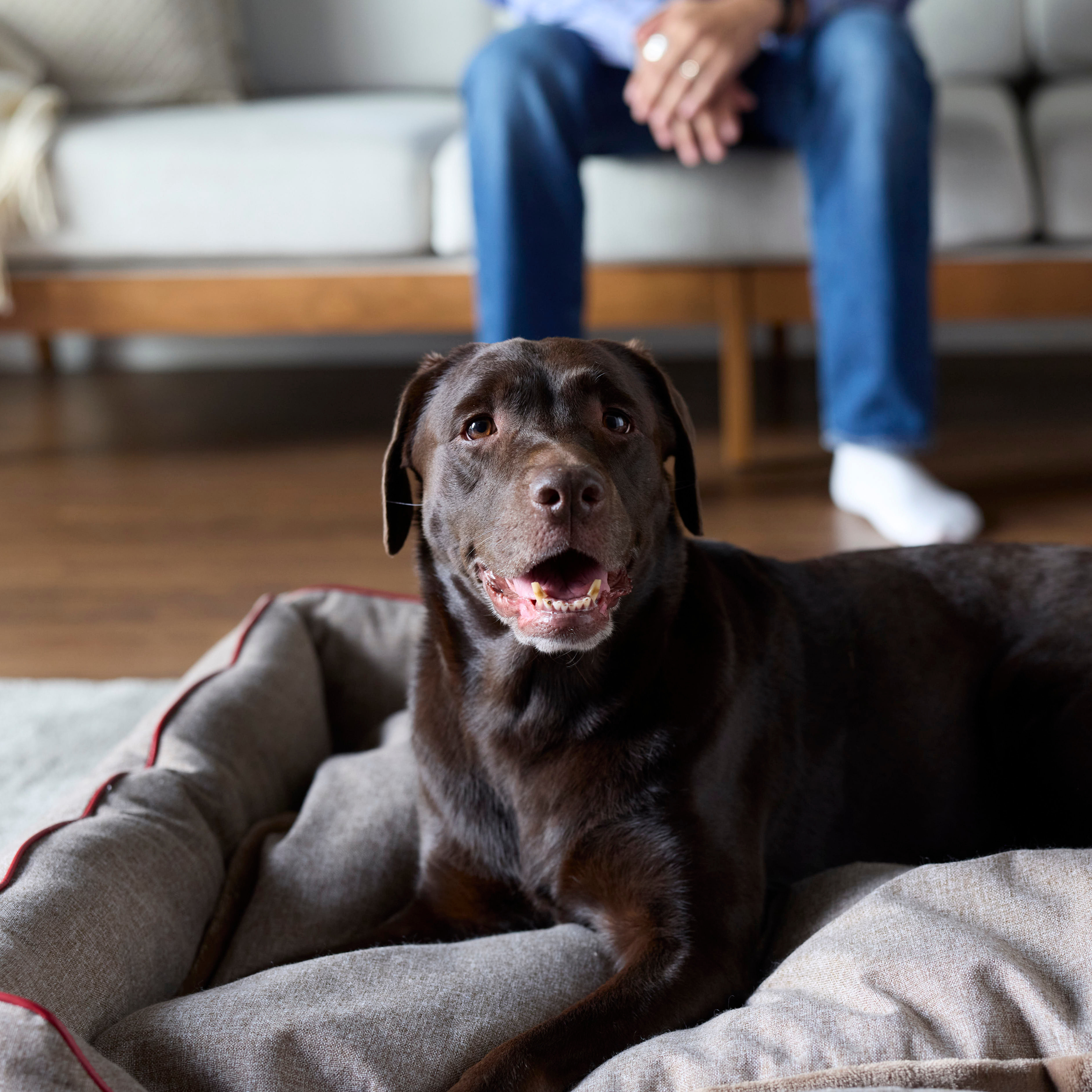 【FIRST】スクラッチレジスタンス　スクエアベッド 色: ブラウン, サイズ: S