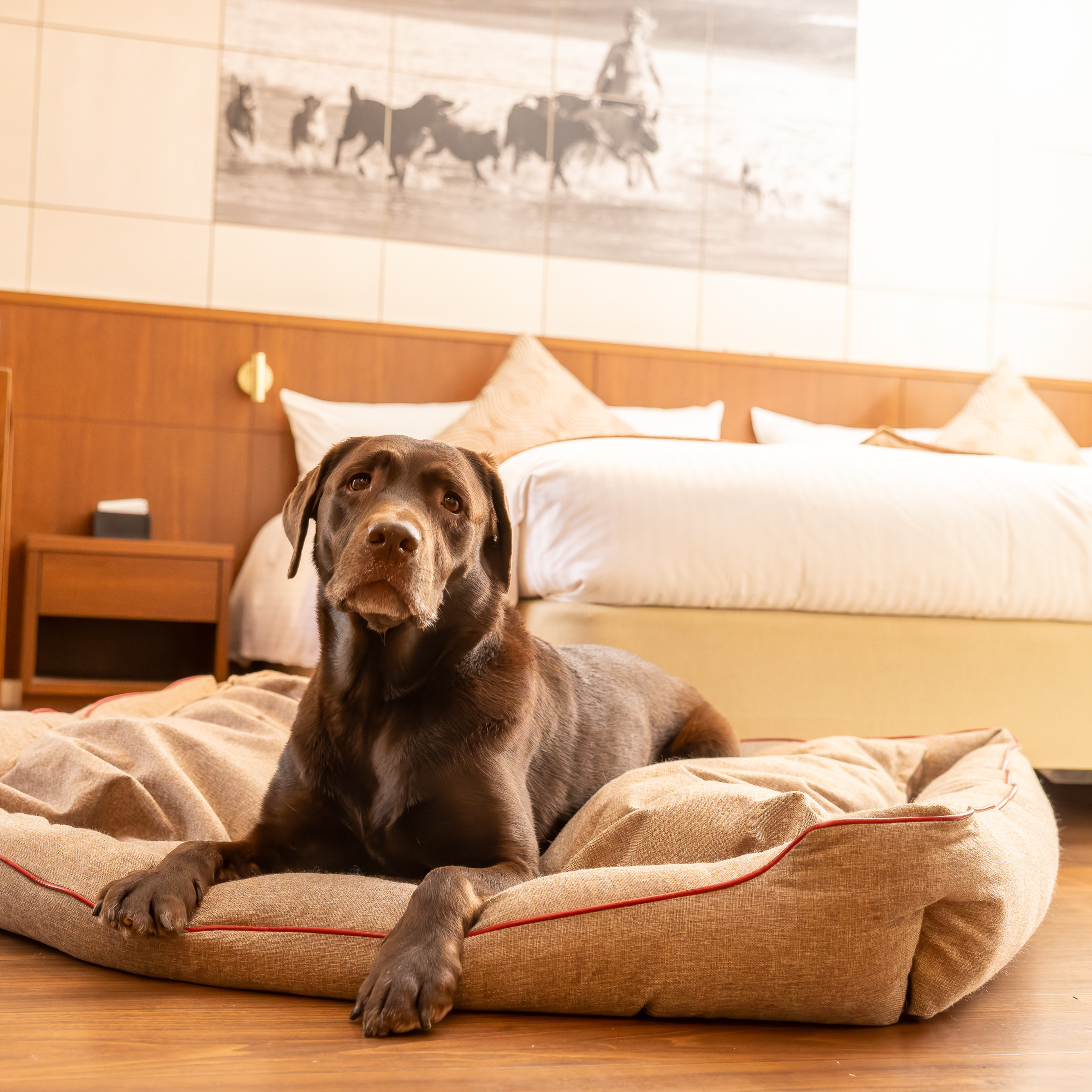 【FIRST】スクラッチレジスタンス　スクエアベッド 色: ブラウン, サイズ: S