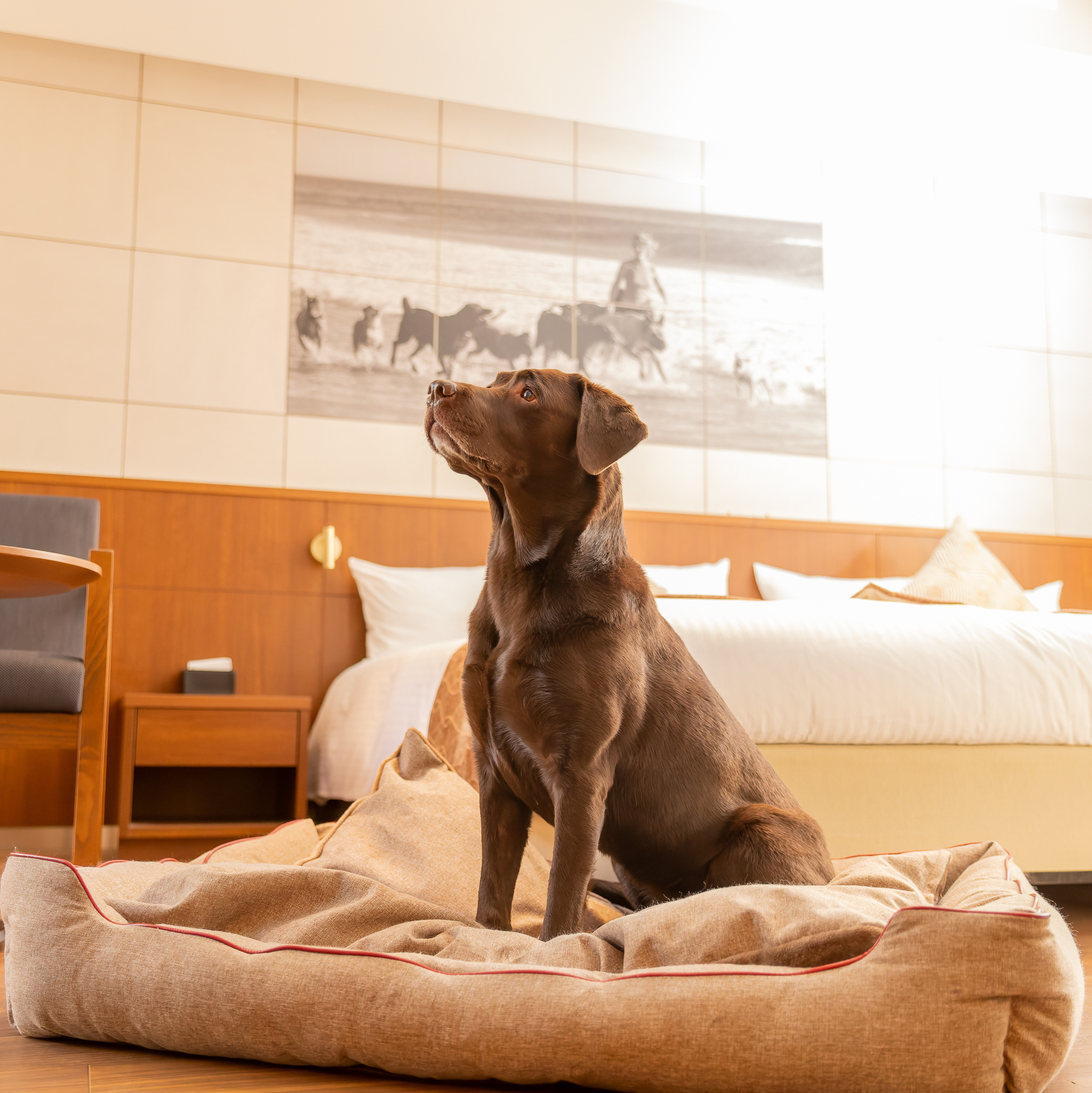 【FIRST】スクラッチレジスタンス　スクエアベッド 色: ブラウン, サイズ: S