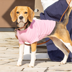 【FIRST】メッセージTシャツ　ULTRAPARADISE　DOG