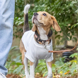 【FIRST】メッセージTシャツ　WONDERFULLIFE　DOG