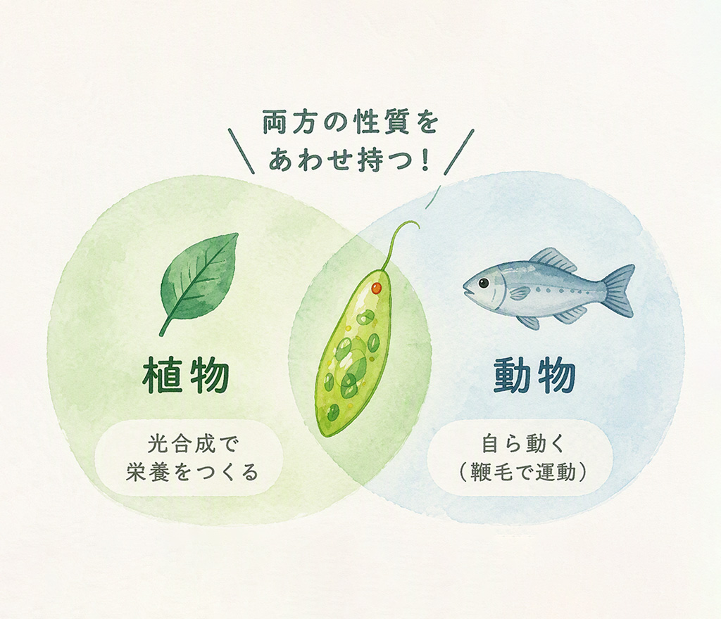 「植物」「動物」両方の性質をあわせ持つ