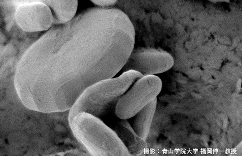 表面に細かい穴があいた多孔質構造