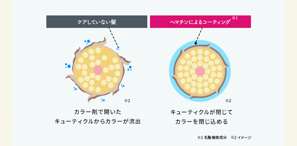 ケアしていない髪、ヘマチンによるコーティング※1カラー剤で開いたキューティクルからカラーが流出 キューティクルが閉じてカラーを閉じ込める※1毛髪補修成分 ※2イメージ