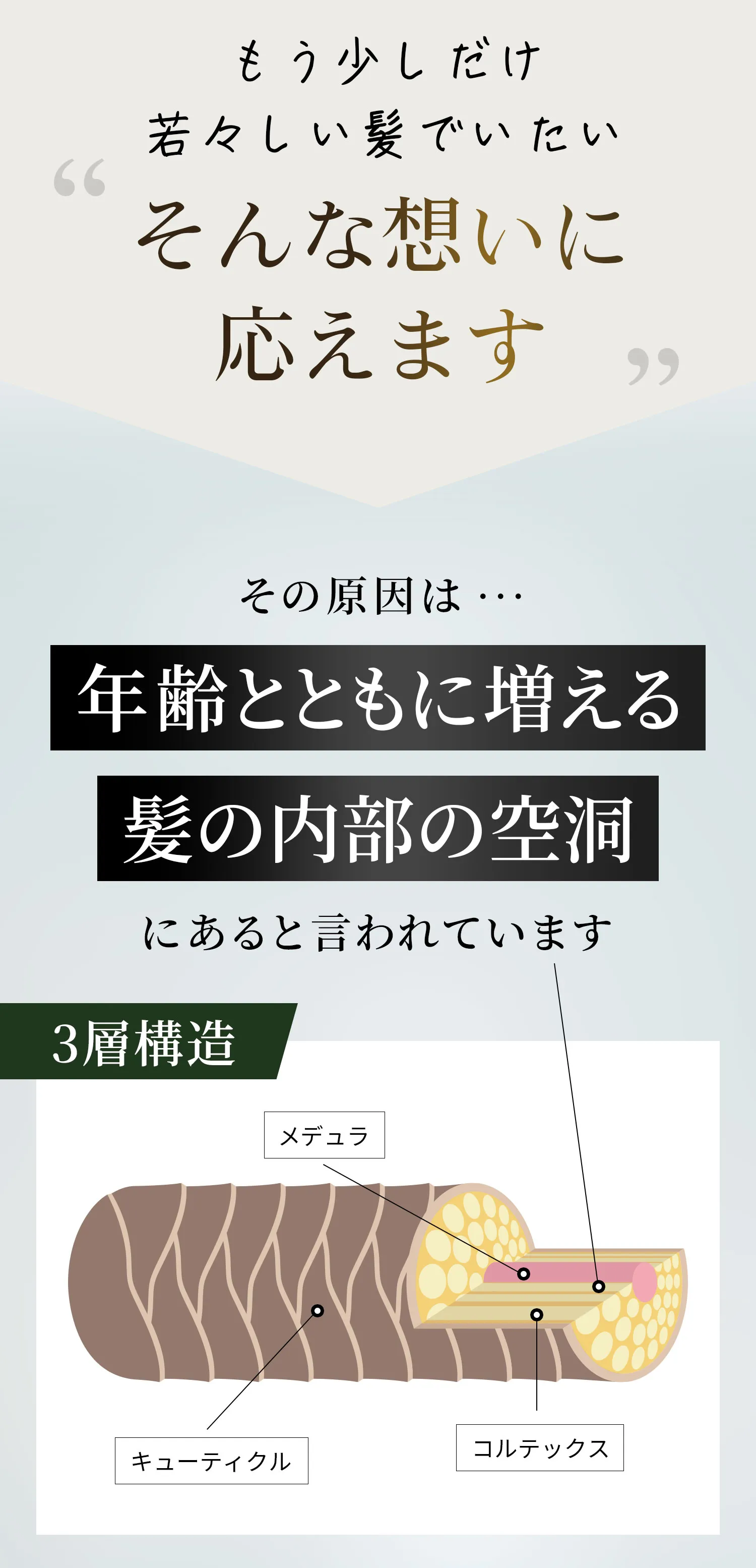 髪の内部の空洞