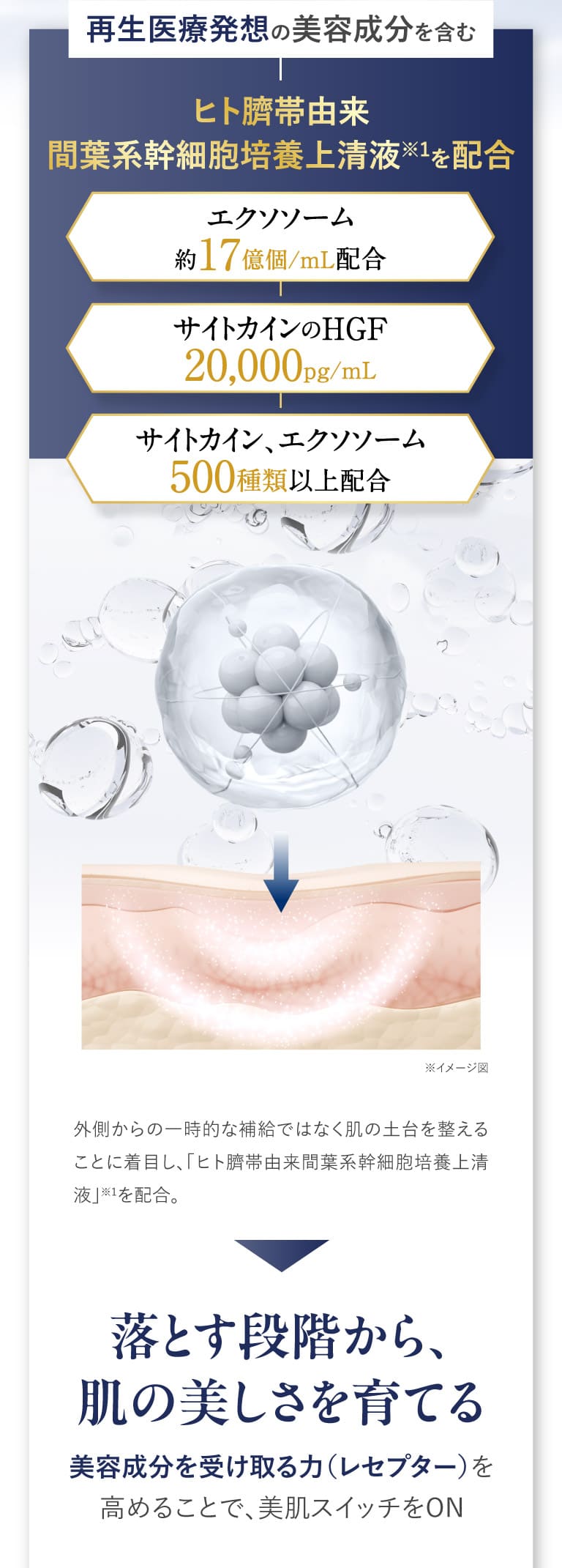 ヒト臍帯由来 間葉系幹細胞培養上清液を配合