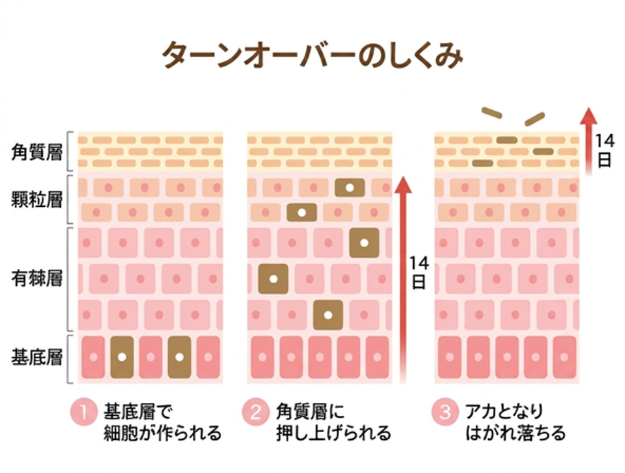 ターンオーバーのしくみ図解