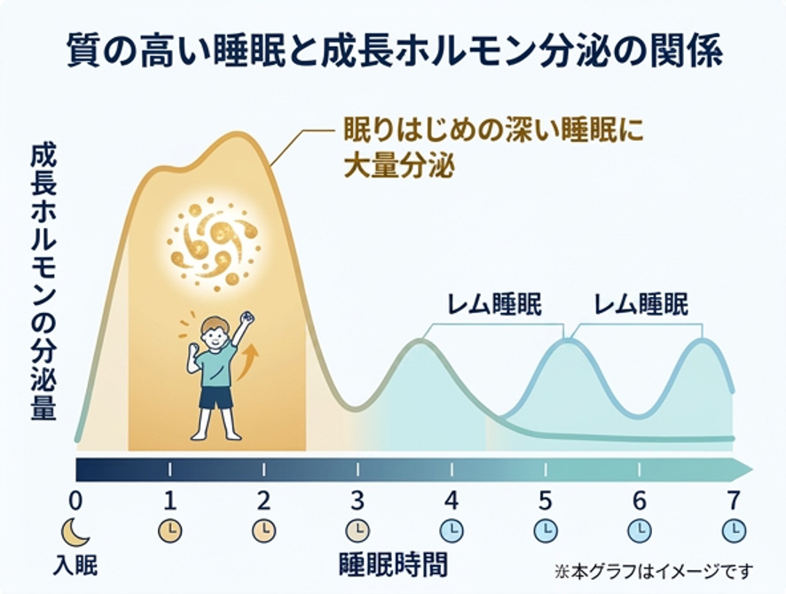 質の高い睡眠と成長ホルモンの関係図解