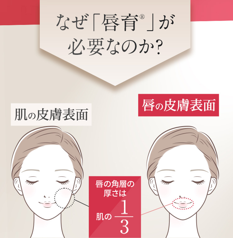 なぜ「唇育」が必要なのか?　肌の皮膚表面　唇の角層の厚さは肌の1/3