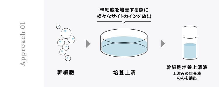 幹細胞を培養する際に様々なサイトカインを放出