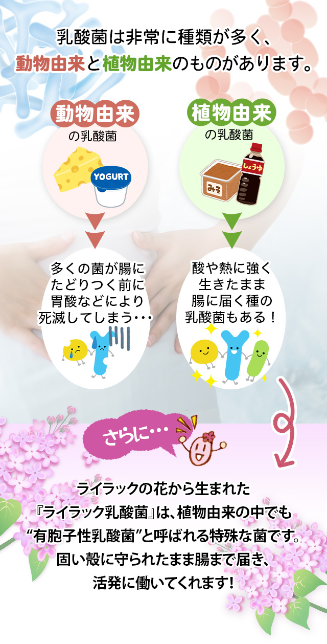 さらに、ライラック乳酸菌が腸まで届き活発に働いてくれます