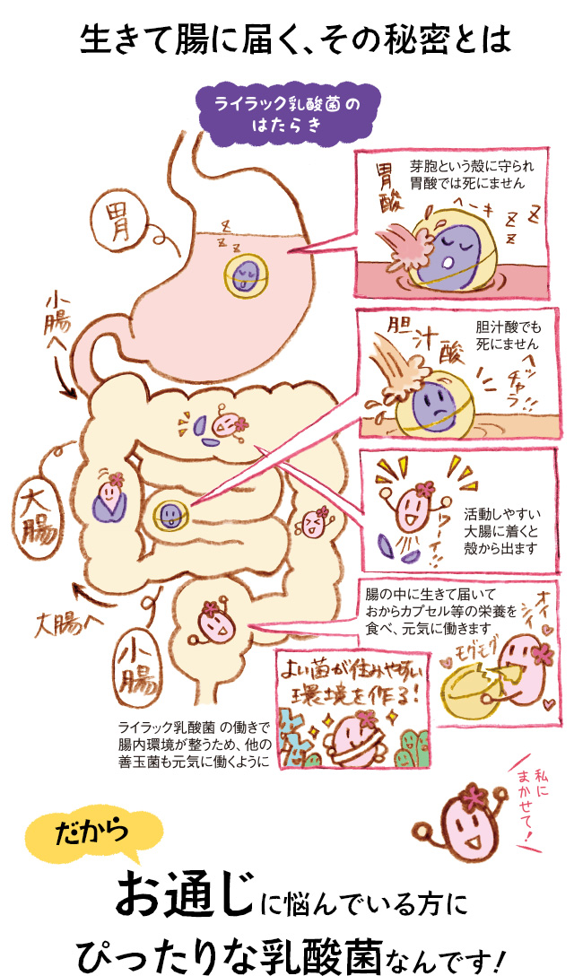 生きて腸にまで届く、その秘密とは