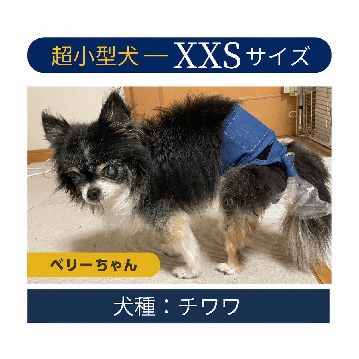 【限定サイズ】うんコロキャッチ 3枚セット サイズ: XXSサイズ(1.2kg〜1.9kg)