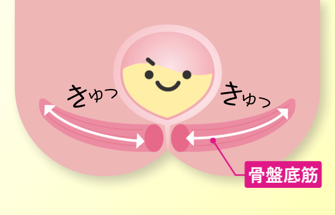 骨盤底筋が衰えていく様子