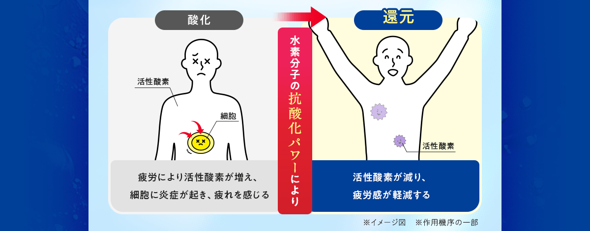 水素分子の抗酸化パワーにより、活性酸素が減り、疲労感が軽減する