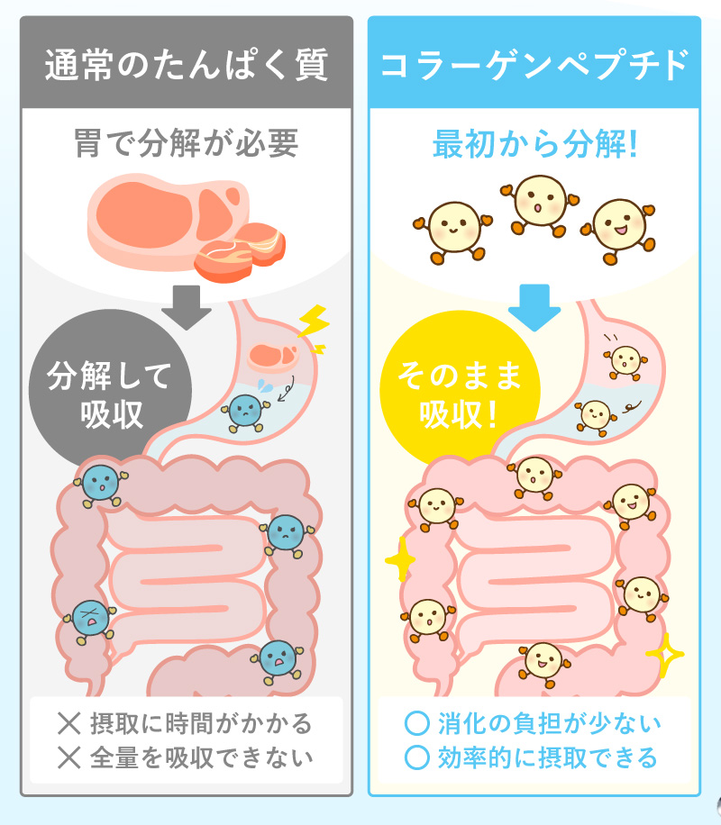 レヨンブレインフード