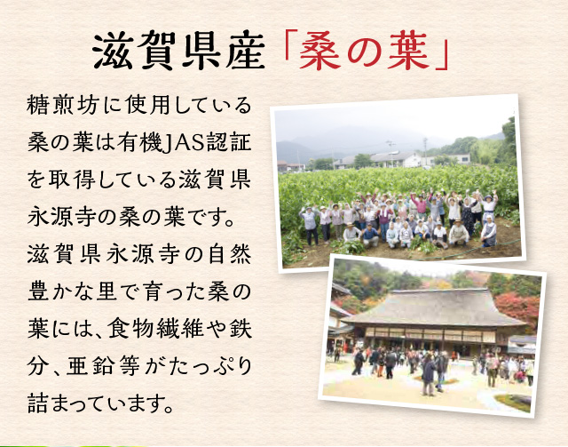 滋賀県産「桑の葉」