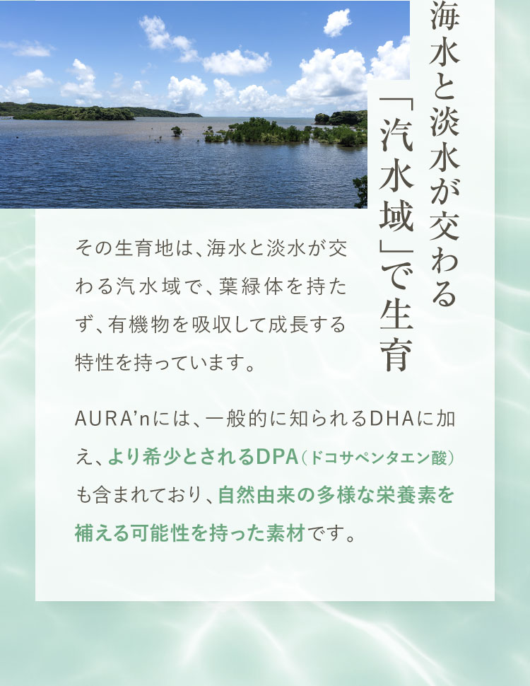 海水と淡水が交わる「汽水域」で生育