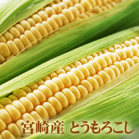 とうもろこし（ゴールドラッシュ）1本 | タマチャンショップ 公式