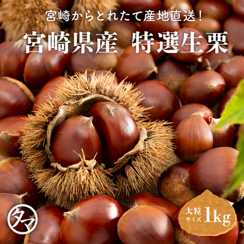 宮崎県産 特選生栗 大粒サイズ1kg | タマチャンショップ 公式