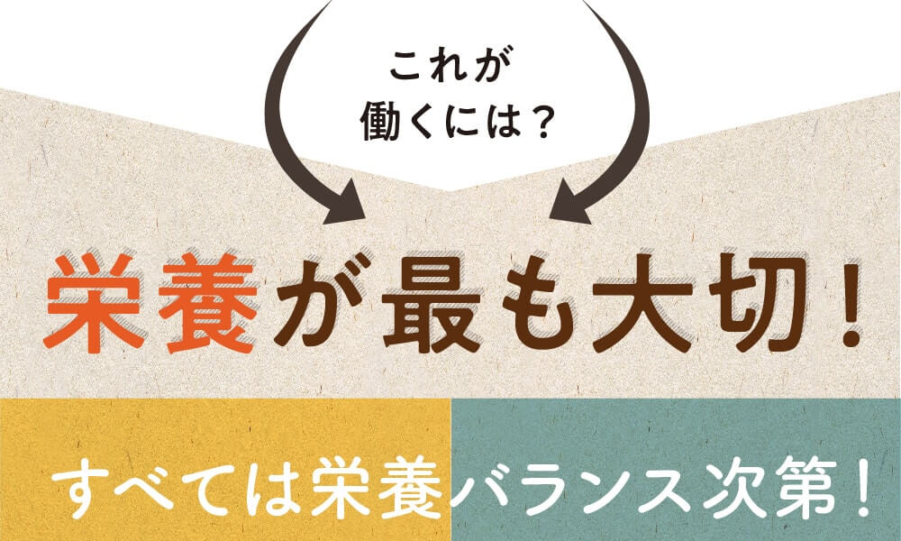 みらいの完全栄養食ダイエット
