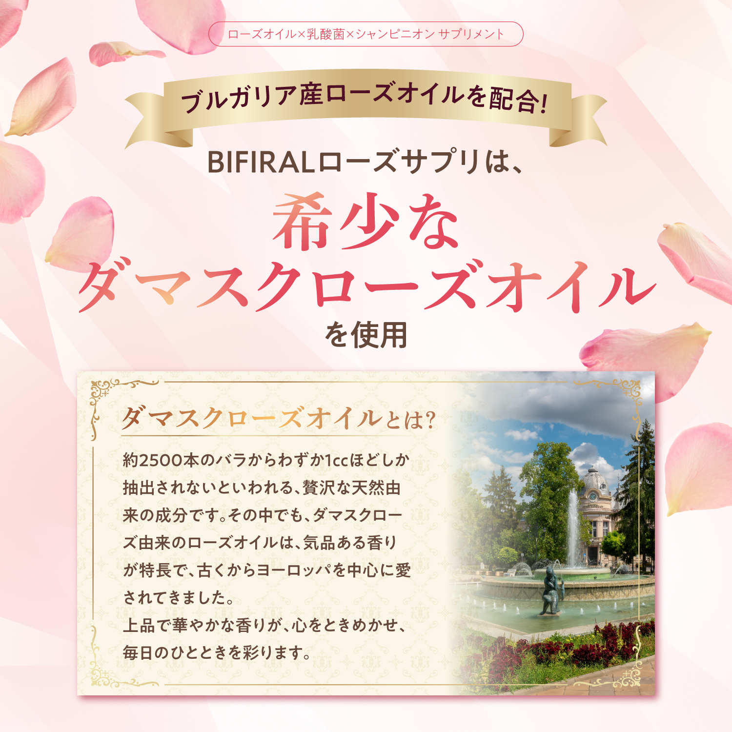 BIFIRALブリリアント ローズ 