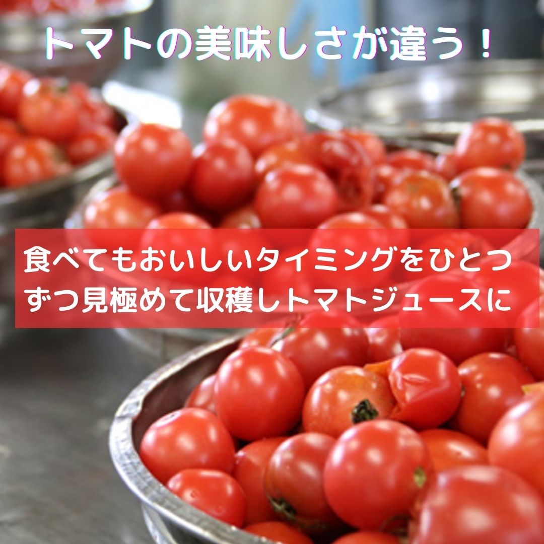 無塩有機トマトジュース　500ml　12本