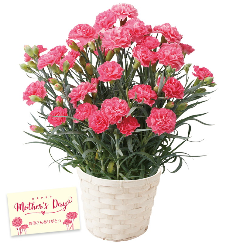 【母の日】カーネーション（ピンク） 母の日カード付【受注締切：4月30日(木)】 セット: カーネーション（ピンク）単品