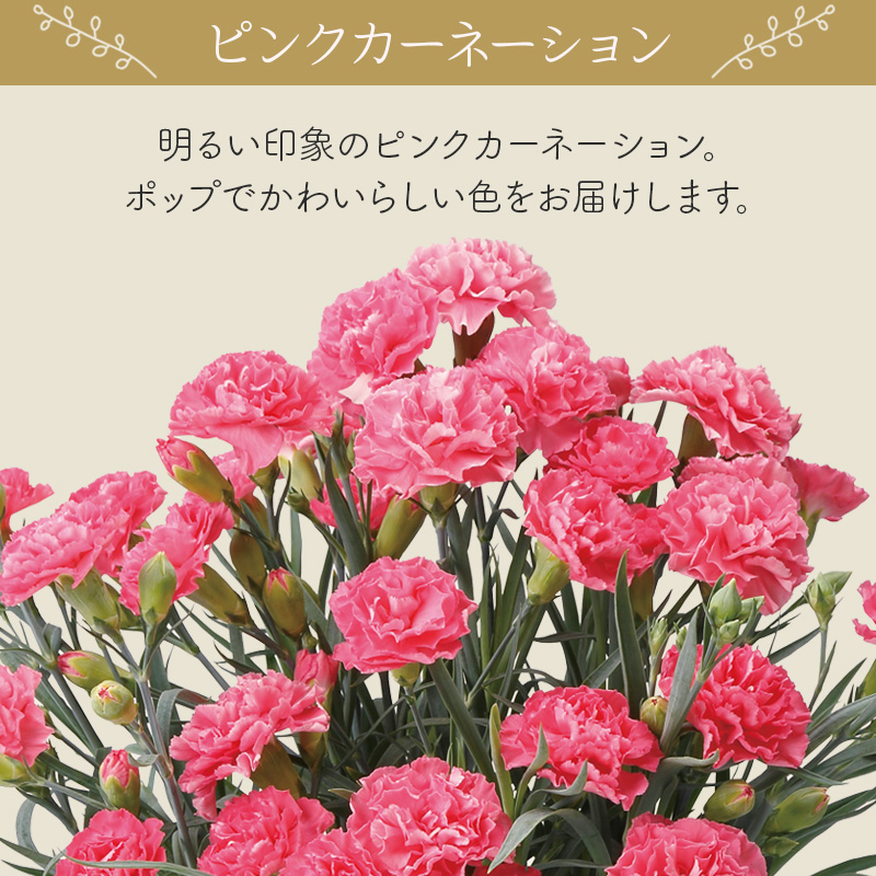 【母の日】カーネーション（ピンク） 母の日カード付【受注締切：4月30日(木)】 セット: カーネーション（ピンク）単品