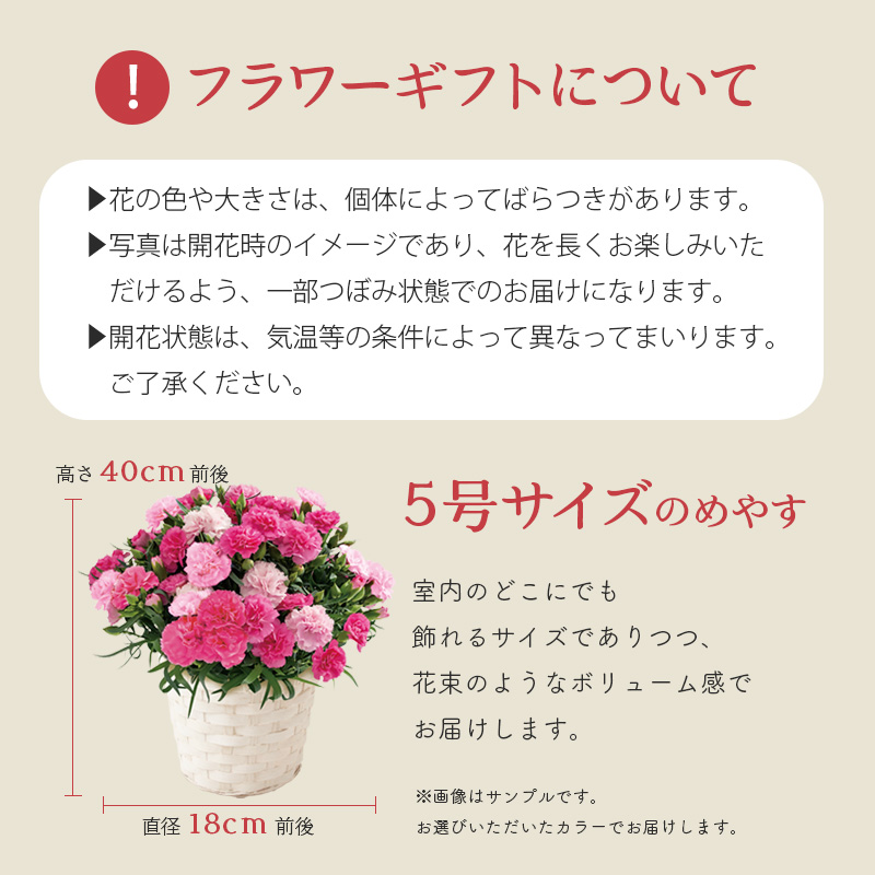 【母の日】カーネーション（ホットハート） 母の日カード付【受注締切：4月30日(木)】 セット: カーネーション（ホットハート）単品