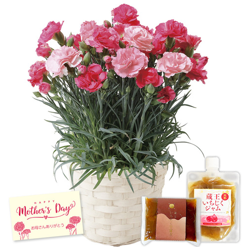 鉢植えさくらもなかカーネーション