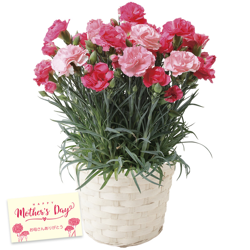 【母の日】カーネーション（さくらもなか） 母の日カード付【受注締切：4月30日(木)】 セット: カーネーション（さくらもなか）単品