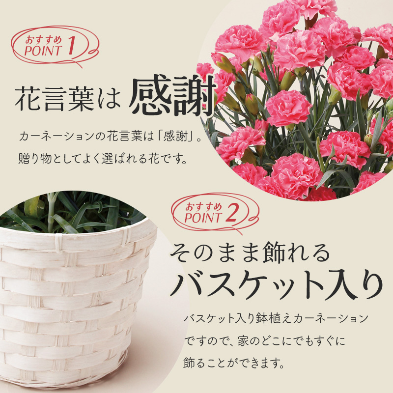 【母の日】カーネーション（ピンク） 母の日カード付【受注締切：4月30日(木)】 セット: カーネーション（ピンク）単品