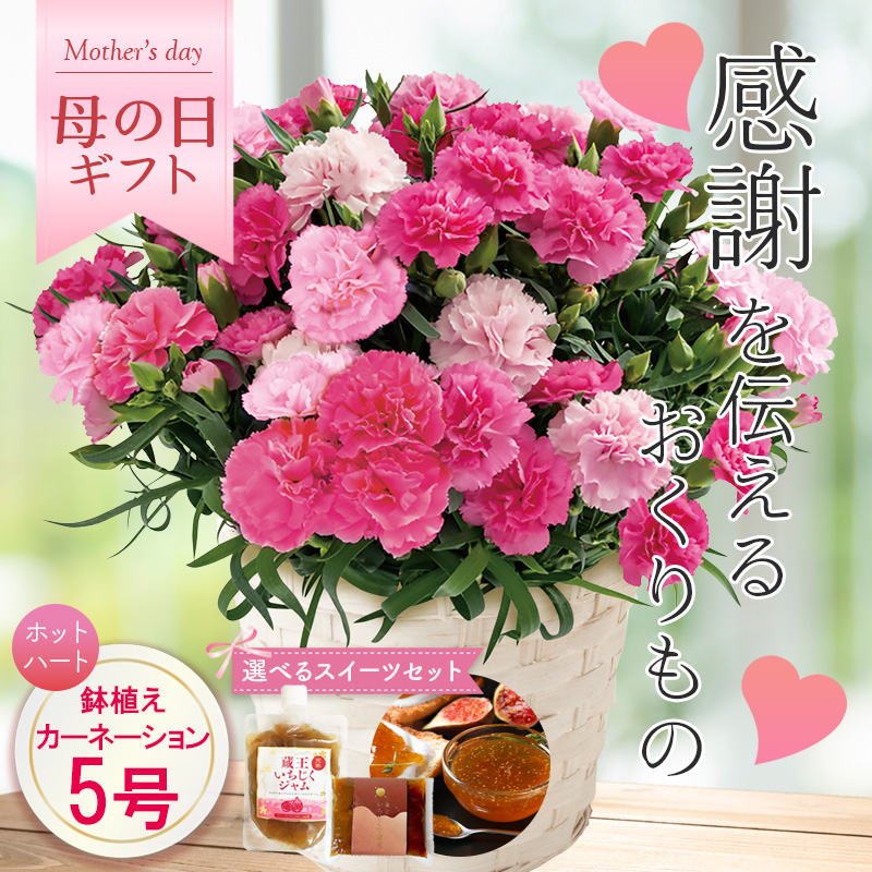 【母の日】カーネーション（ホットハート） 母の日カード付【受注締切：4月30日(木)】 セット: カーネーション（ホットハート）単品