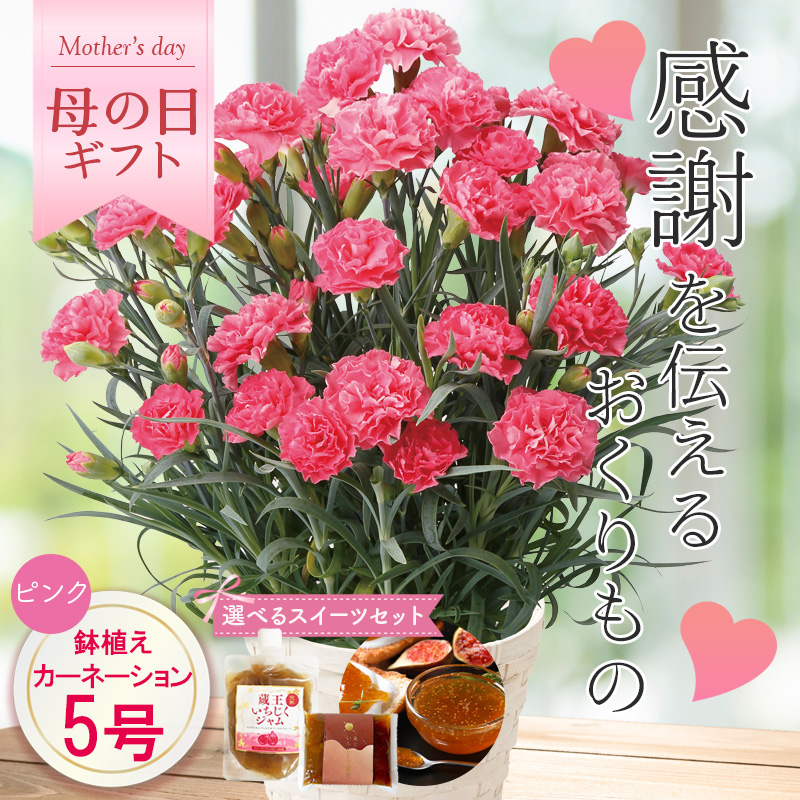 【母の日】カーネーション（ピンク） 母の日カード付【受注締切：4月30日(木)】 セット: カーネーション（ピンク）単品