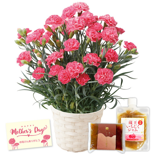 鉢植えピンクカーネーション