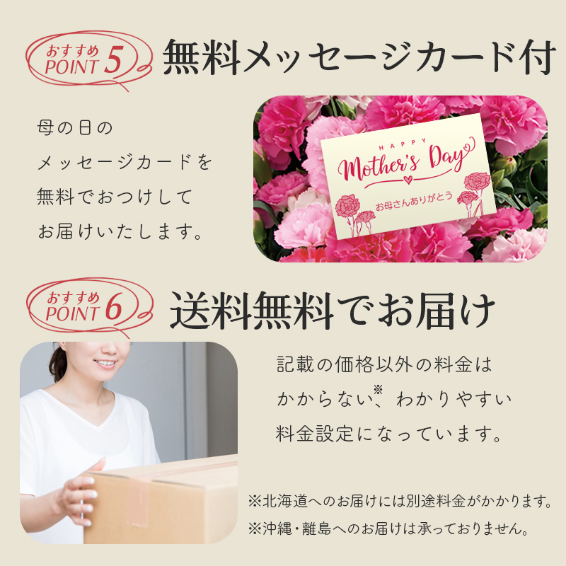 【母の日】カーネーション（ピンク） 母の日カード付【受注締切：4月30日(木)】 セット: カーネーション（ピンク）単品