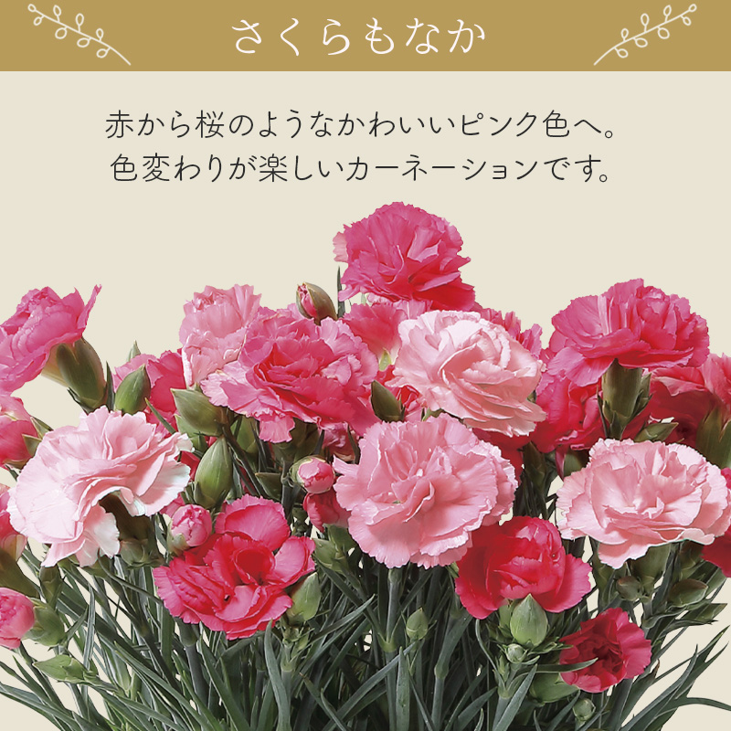 【母の日】カーネーション（さくらもなか） 母の日カード付【受注締切：4月30日(木)】 セット: カーネーション（さくらもなか）単品