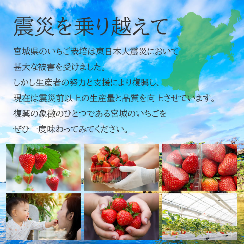 お中元 夏のギフト いちごミルクの素 ギフトBOX 入数: 4個セット